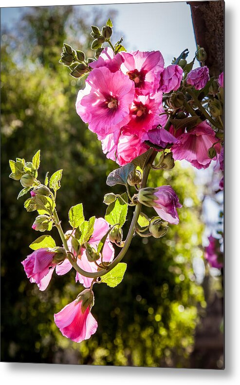 Pink Flowers Metal Print featuring the photograph Pink Trumpet by April Reppucci