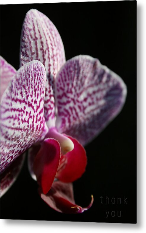 Flower Metal Print featuring the photograph Pink White Orchid and a reminder to utter the words Thank You. by Raenell Ochampaugh