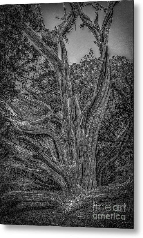 Black And White Pinyon Pine Metal Print featuring the photograph Pinyon Pine by David Waldrop