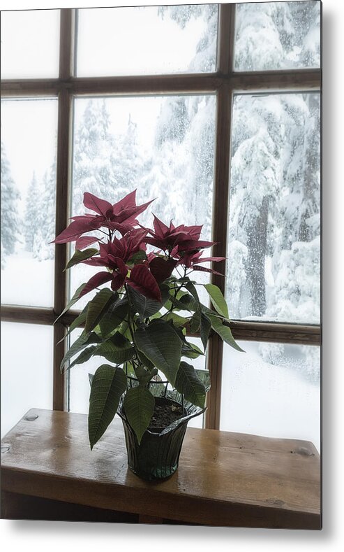 Poinsettia Metal Print featuring the photograph Poinsettia at Timberline Lodge by Belinda Greb