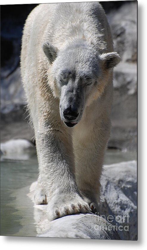 Polar Bear Metal Print featuring the photograph Polar Bear Balance by DejaVu Designs