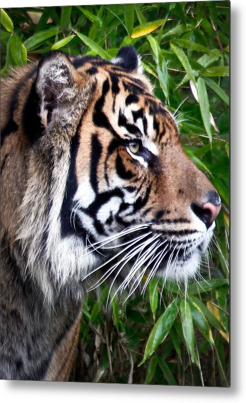 Tiger Metal Print featuring the photograph Profile Of A Sumatran Tiger by Athena Mckinzie