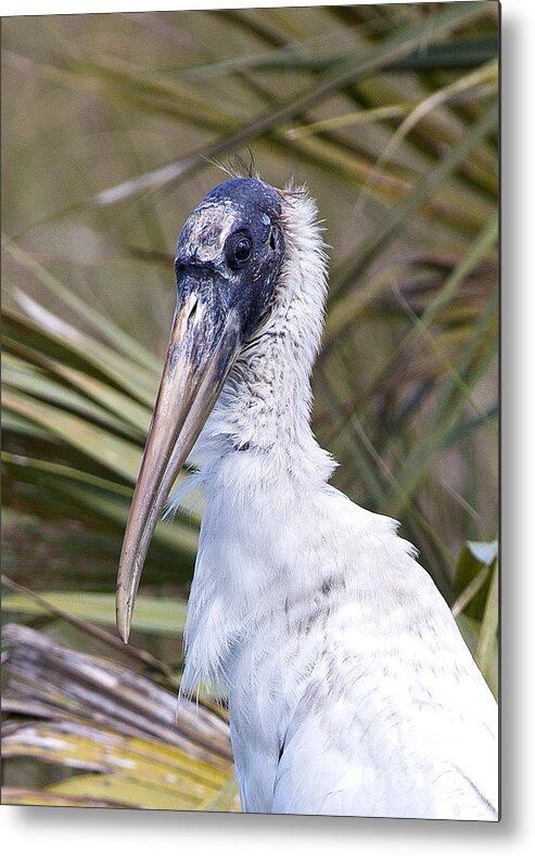 Everglades National Park Metal Print featuring the photograph Portrait of a Woodstork by Rodney Cammauf
