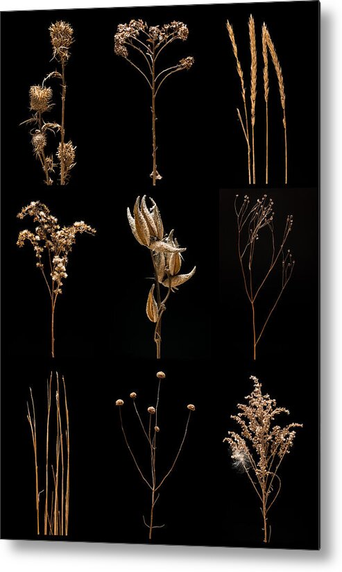Bluestem Metal Print featuring the photograph Prairie Plant Still Life by Steve Gadomski