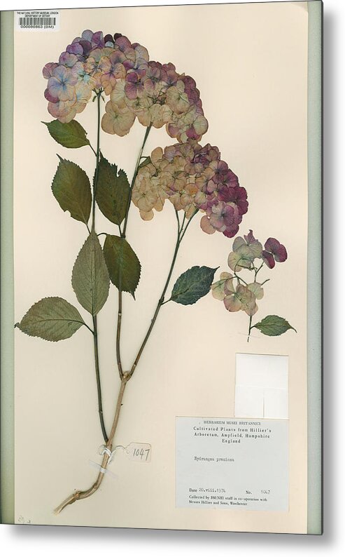 Angiosperm Metal Print featuring the photograph Pressed Hydrangea 'preziosa' by Natural History Museum, London/science Photo Library