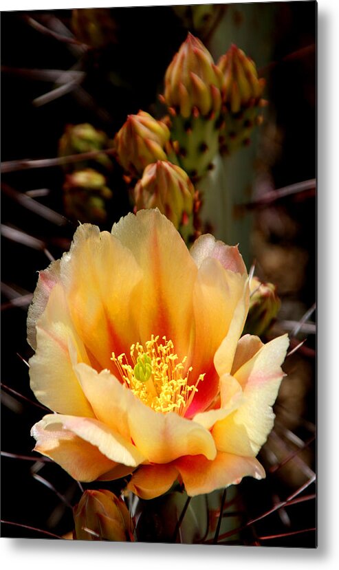 Prickly Pear Metal Print featuring the photograph Prickly Pear by Joe Kozlowski