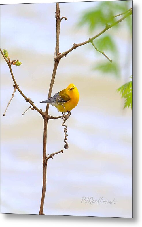 Prothonotary Warbler Metal Print featuring the photograph Prothonotary Warbler by PJQandFriends Photography