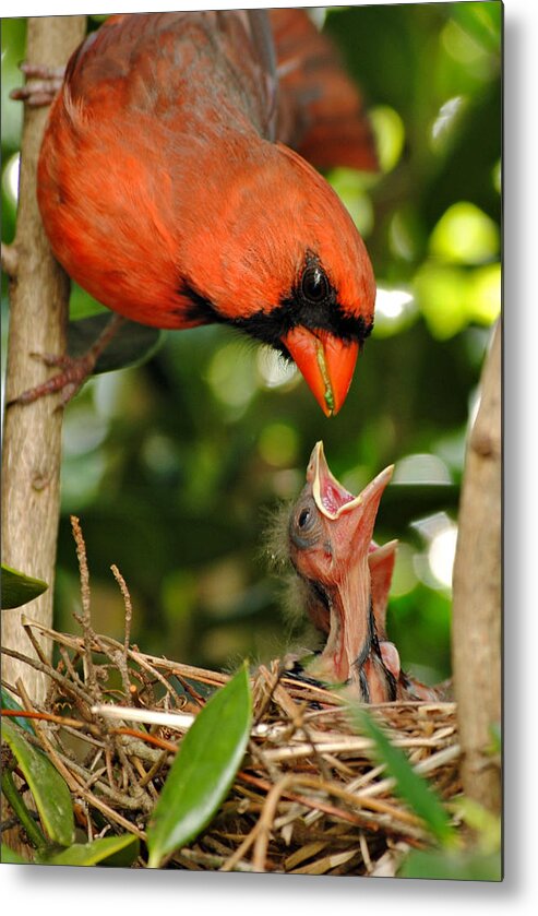 Cardinal Metal Print featuring the photograph Provider by Kelly Nowak