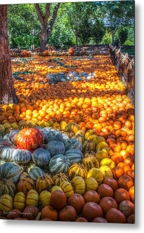 Hdr Metal Print featuring the photograph Pumpkin Patch by Ross Henton