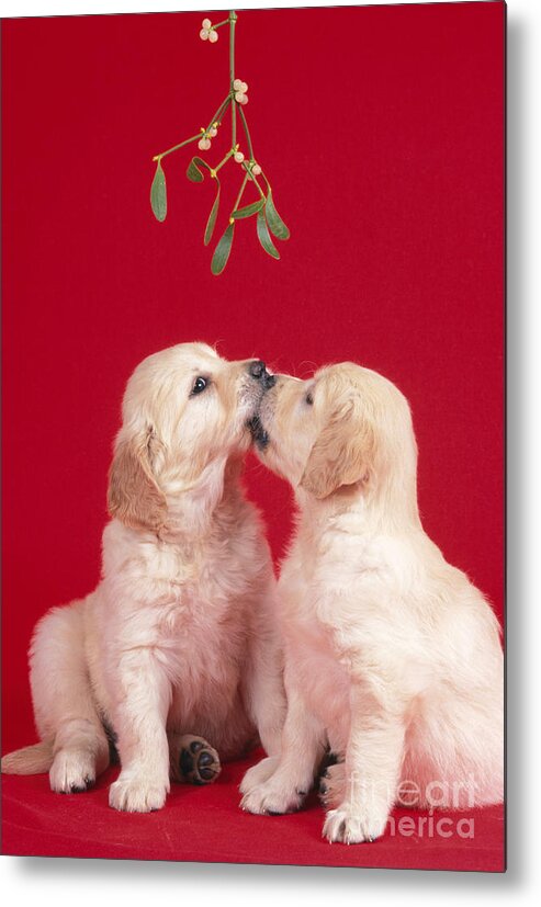 Dog Metal Print featuring the photograph Puppy Dogs Kissing Under Mistletoe by John Daniels