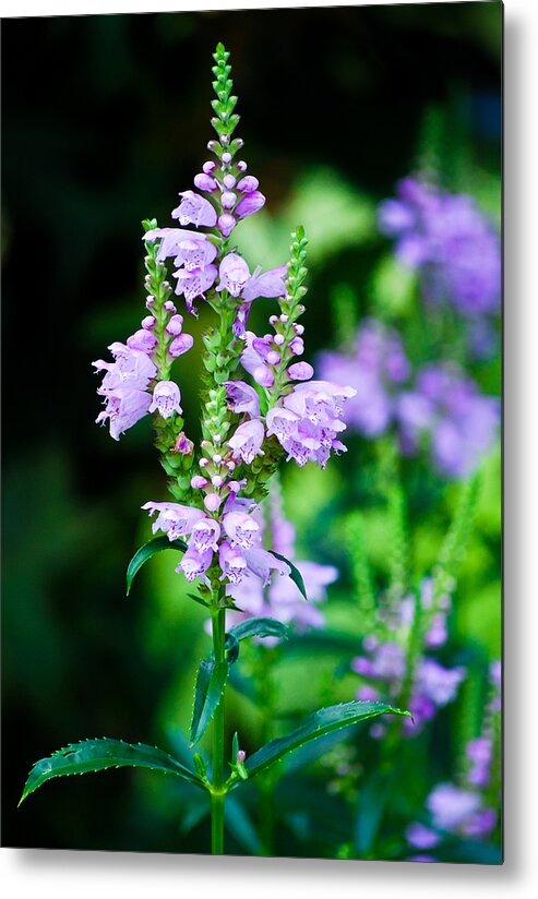 Bellflower Metal Print featuring the photograph Purples by Christi Kraft