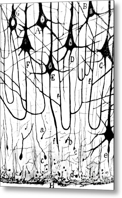 Ramon Y Cajal Metal Print featuring the photograph Pyramidal Cells Illustrated By Cajal by Science Source