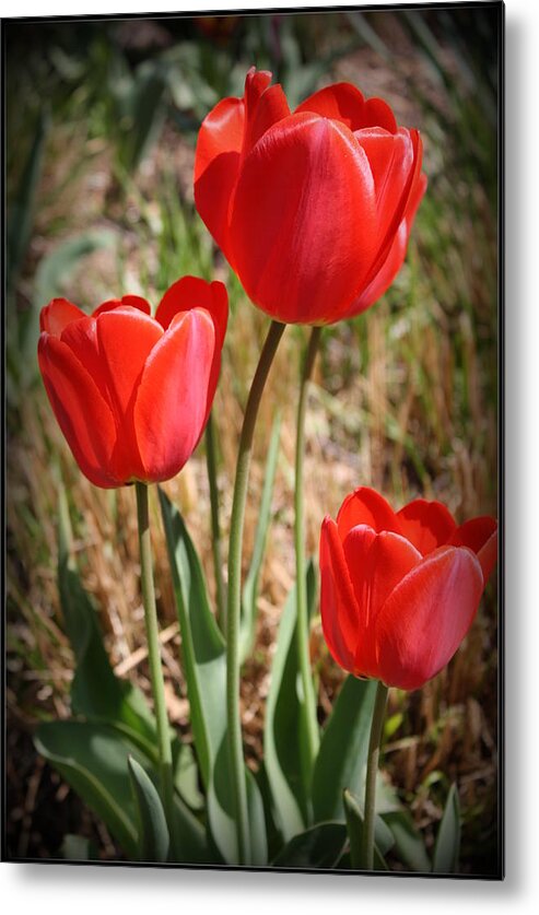 Tulips Metal Print featuring the photograph Radiant in Red - Tulips by Dora Sofia Caputo