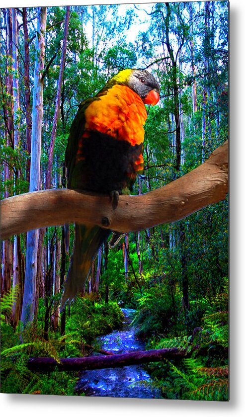 Bird Metal Print featuring the photograph Rainbow Of The Forest by Glen Johnson