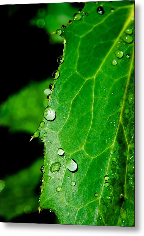 Raindrops Metal Print featuring the photograph Raindrops On Green Leaf by Andreas Berthold
