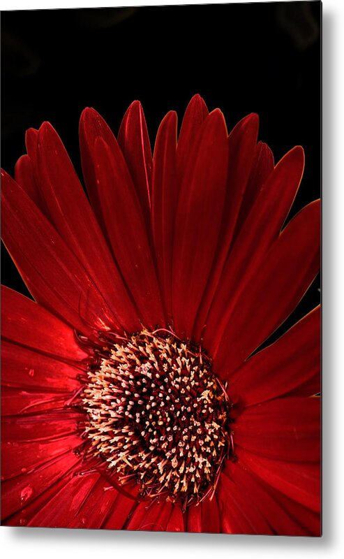 Red Metal Print featuring the photograph Red Black by John Magyar Photography