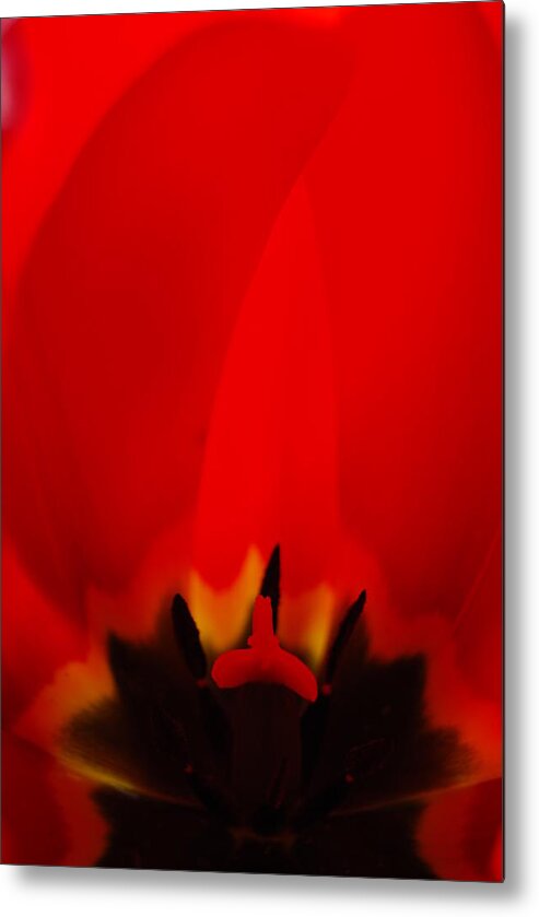 Red Metal Print featuring the photograph Red Lips by Jani Freimann