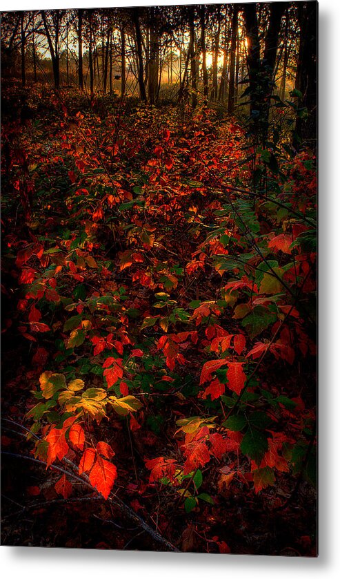 2008 Metal Print featuring the photograph Red Sumac by Robert Charity