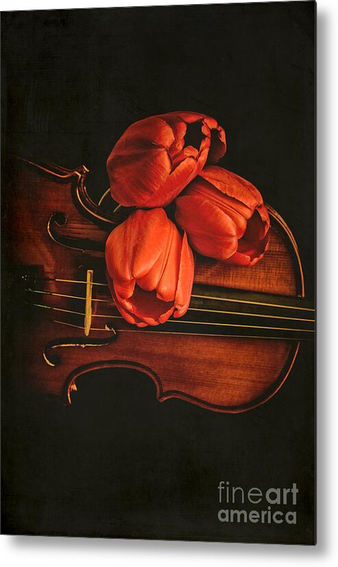 Music Metal Print featuring the photograph Red tulips on a violin by Edward Fielding