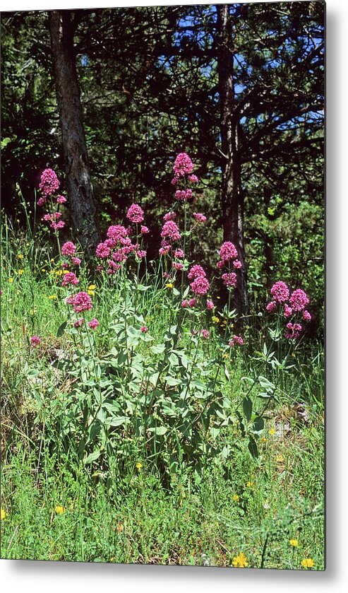 Centranthus Ruber Metal Print featuring the photograph Red Valerian (centranthus Ruber) by Bruno Petriglia/science Photo Library