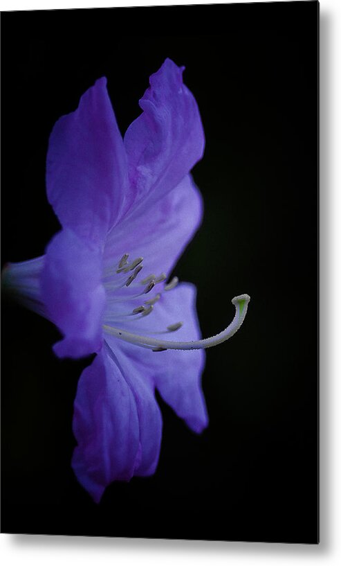 Rhododendron Metal Print featuring the photograph Rhododendron by Ron Roberts