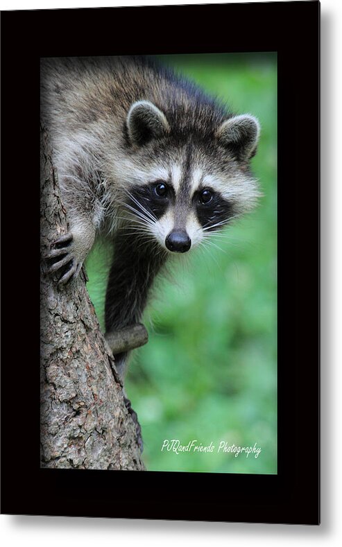 Bandits Metal Print featuring the photograph Rocky Racoon by PJQandFriends Photography