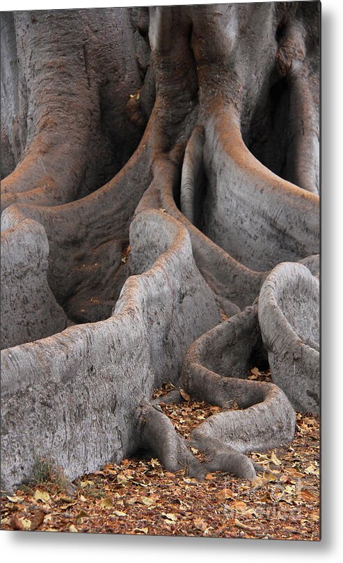 Moreton Bay Fig Tree Metal Print featuring the photograph Roots of the Fig by Suzanne Oesterling