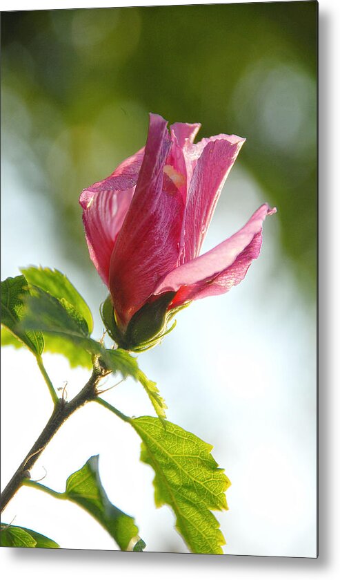 Rose Metal Print featuring the photograph Rose of Sharon by Susan Moody