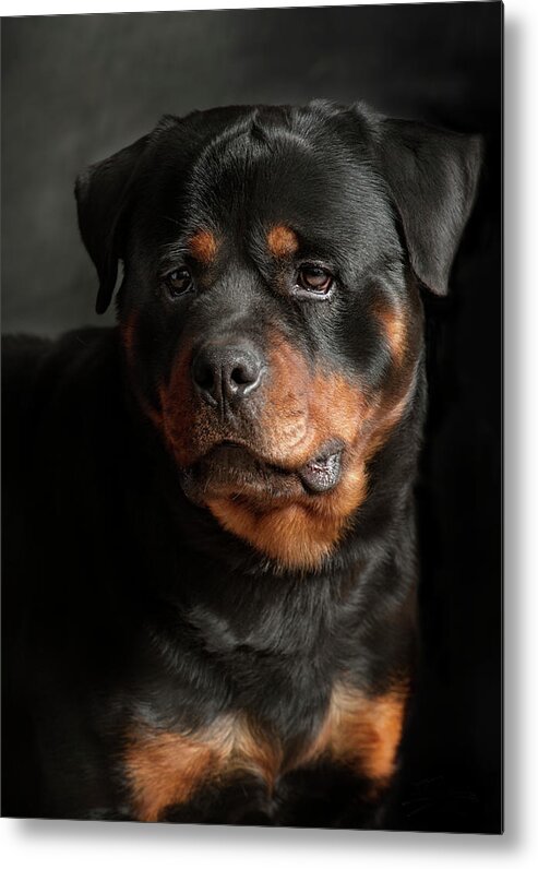 Pets Metal Print featuring the photograph Rotweiler by Silversaltphoto.j.senosiain