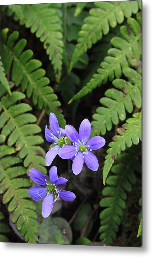 Wildflower Metal Print featuring the photograph Round Lobed Hepatica Wildflower and Ferns by John Burk