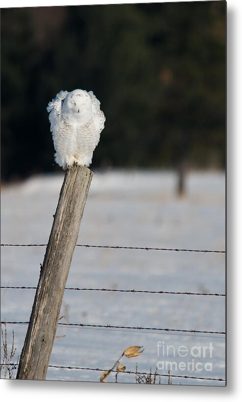Snowy Owl Metal Print featuring the photograph Ruffled Feathers by Cheryl Baxter