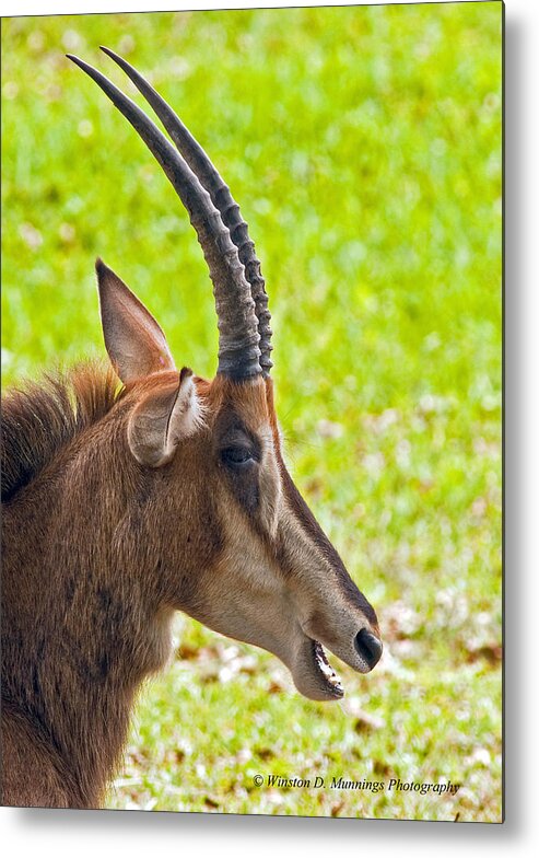 Sable Antelope Metal Print featuring the photograph Sable Antelope by Winston D Munnings