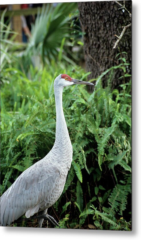 Grus Canadensis Metal Print featuring the photograph Sandhill Crane by Sally Mccrae Kuyper/science Photo Library