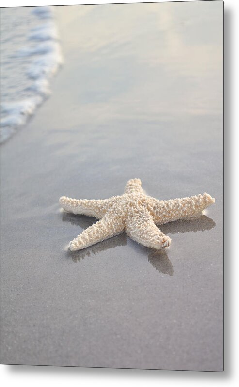 Beach Metal Print featuring the photograph Sea Star by Samantha Leonetti