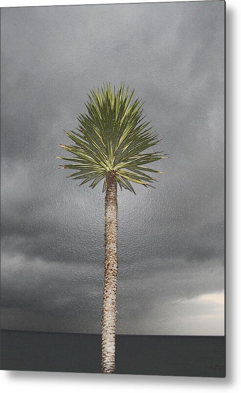Tree Metal Print featuring the photograph Sea Yucca by Andre Aleksis