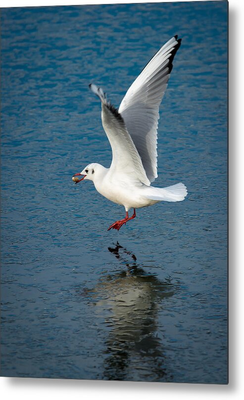 Seagull Metal Print featuring the photograph Seagull With Stone Above Frozen Lake by Andreas Berthold