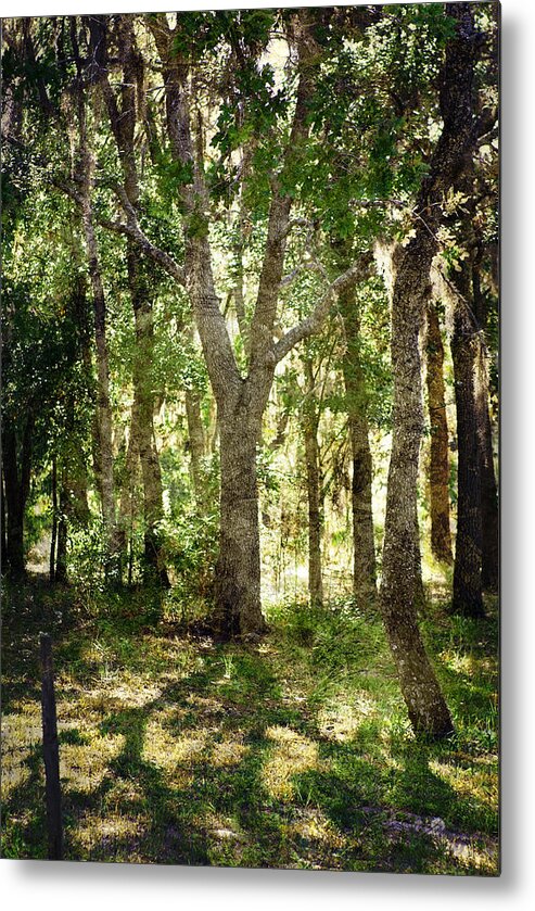 Trees Metal Print featuring the photograph Shadow Forest by Judy Hall-Folde
