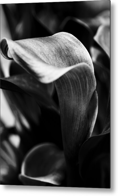 Black And White Floral Metal Print featuring the photograph Shapely As a Lily by Christi Kraft