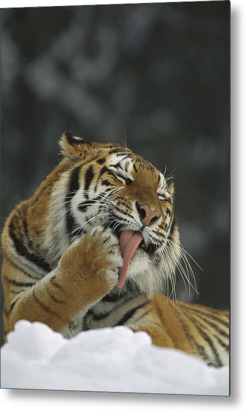 00198432 Metal Print featuring the photograph Siberian Tiger Licking Its Paw by Konrad Wothe