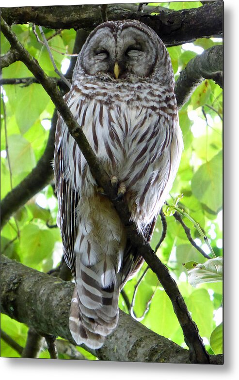 Owl Metal Print featuring the photograph Sleepy Owl by Laurie Tsemak