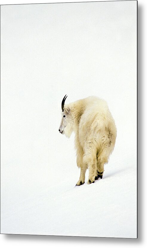 Mountain Metal Print featuring the photograph Snow Goat by D Robert Franz