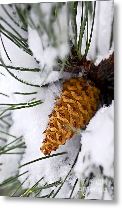Winter Metal Print featuring the photograph Snowy pine cone by Elena Elisseeva