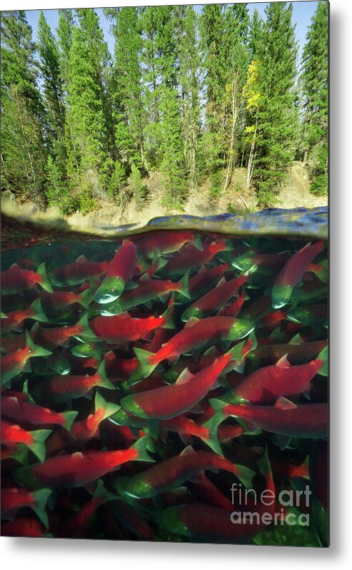 00451891 Metal Print featuring the photograph Sockeye Salmon Run by Yva Momatiuk John Eastcott