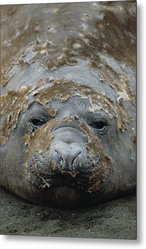 Feb0514 Metal Print featuring the photograph Southern Elephant Seal Molting by Konrad Wothe