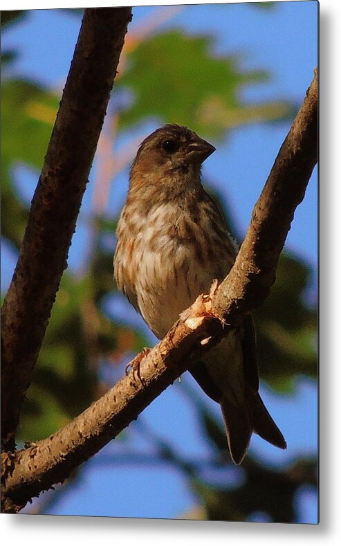Sparrow Metal Print featuring the photograph Sparrow by Mim White