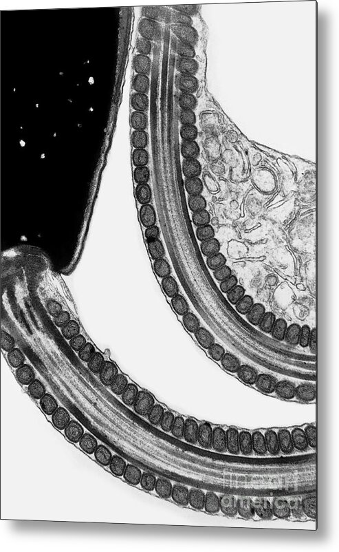 Axoneme Metal Print featuring the photograph Sperm Mitochondria, Tem by David M. Phillips