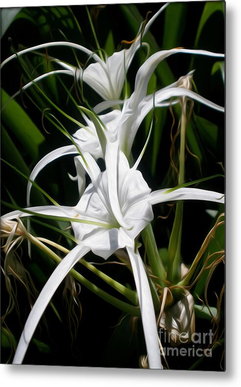 Photography Metal Print featuring the photograph Spider Lily by Kaye Menner