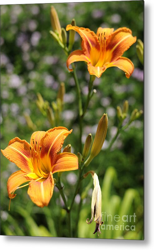 Lilly Metal Print featuring the photograph Spirit of Summer by Luke Moore