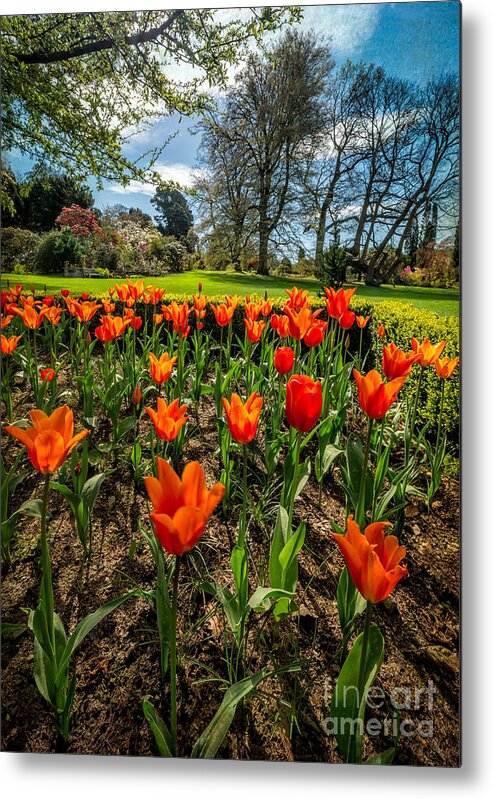 Red Tulips Metal Print featuring the photograph Spring Meadow by Adrian Evans