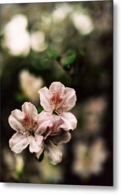 White Metal Print featuring the photograph Standing Out by Stephanie Hollingsworth